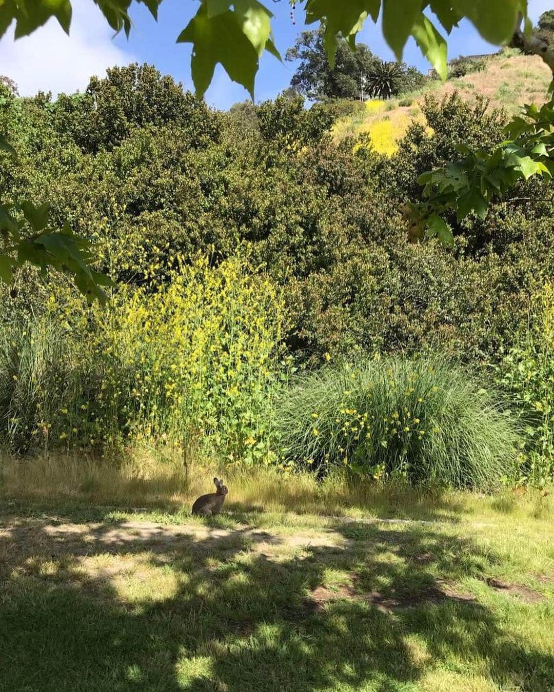 チャド・ロウさんのインスタグラム写真 - (チャド・ロウInstagram)「Some awful human decided to abandon their pet rabbit into the wilds on #Earthday, the day after Easter no less!! He would not have survived w/ all the local coyotes, hawks, and owls.  My eagle eyed wife @kimlowe spotted him, and I came in and caught him. He’s now resting all warm, cozy! And he’s well fed! 🐇❤️」4月23日 12時55分 - ichadlowe