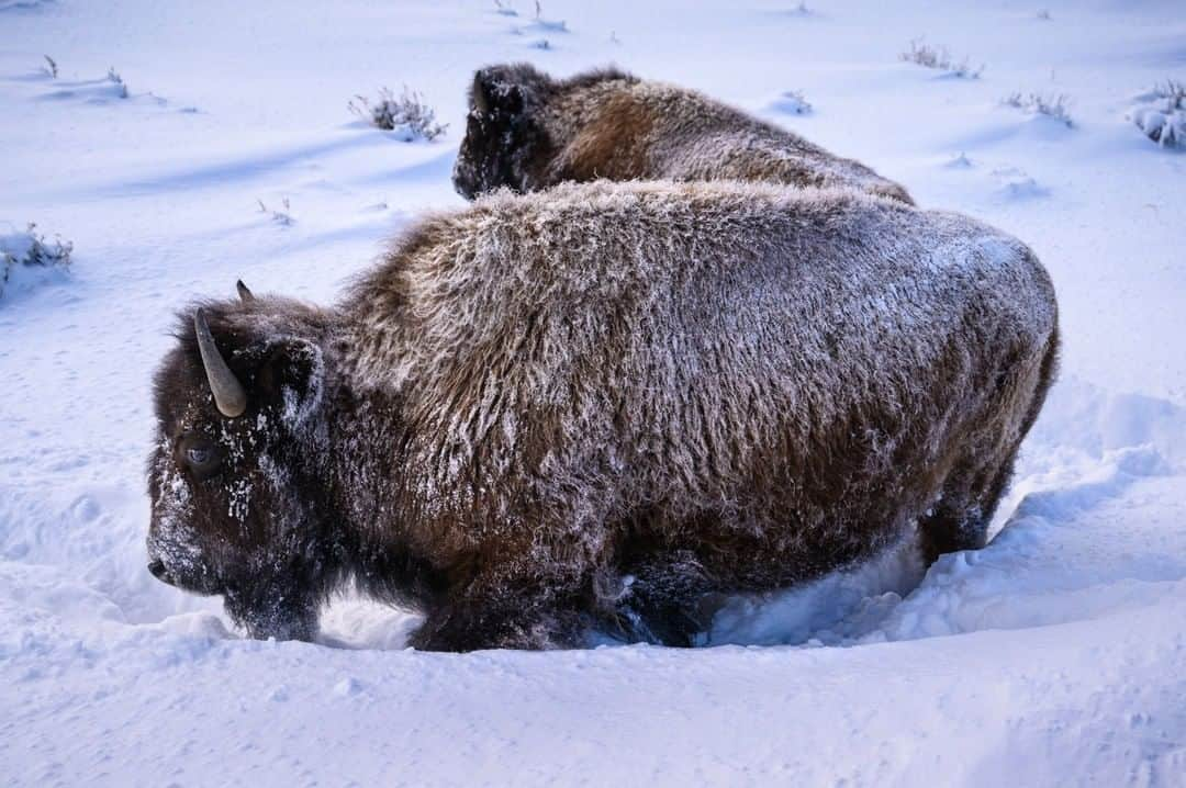 National Geographic Travelさんのインスタグラム写真 - (National Geographic TravelInstagram)「Photo by @michaelclarkphoto | Bison off the edge of the Grand Loop Road in Yellowstone National Park on a snowy winter day in Wyoming. It is quite stunning how close you can get to such large animals (in a car) in Yellowstone. These Bison moved off the road so we could get by and were only a few meters from our open windows–and they kept a close eye on us the whole time. They are obviously habituated to humans, being in one of the most visited national parks in the United States, but even so they are majestic animals. #grandlooproad #yellowstone #wyoming」4月23日 13時02分 - natgeotravel