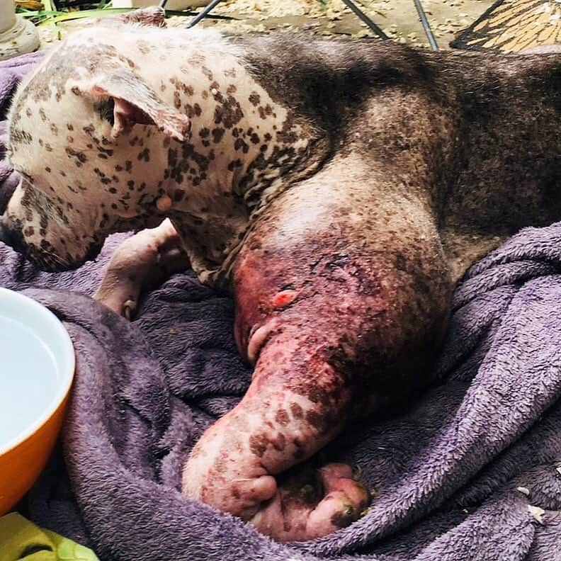 ゾージア・マメットさんのインスタグラム写真 - (ゾージア・マメットInstagram)「Warning. Graphic photo. Apologies in advance. But wanted y’all to see the severity of this sweet creatures condition. This is Henry. He’s a 10 year old love with a mass on his leg that took over within a week. He has an owner who adores him but who cannot pay for his surgery which is super pricey in general but even more so since he is now being rushed to the emergency vet. @apurposefulrescue  has offered their help getting this sweet boy the care he needs but anyone who can donate anything at all please visit their page. EVERY little bit counts. Like @apurposefulrescue said, humans can get emergency care and figure out the bill later but pets won’t even be seen. Let’s help Henry get better! I’m gonna help. I hope you can too. Thank you in advance to anyone who donates. Henry thanks you too. ❤️🐶 link in bio」4月23日 13時04分 - zosiamamet