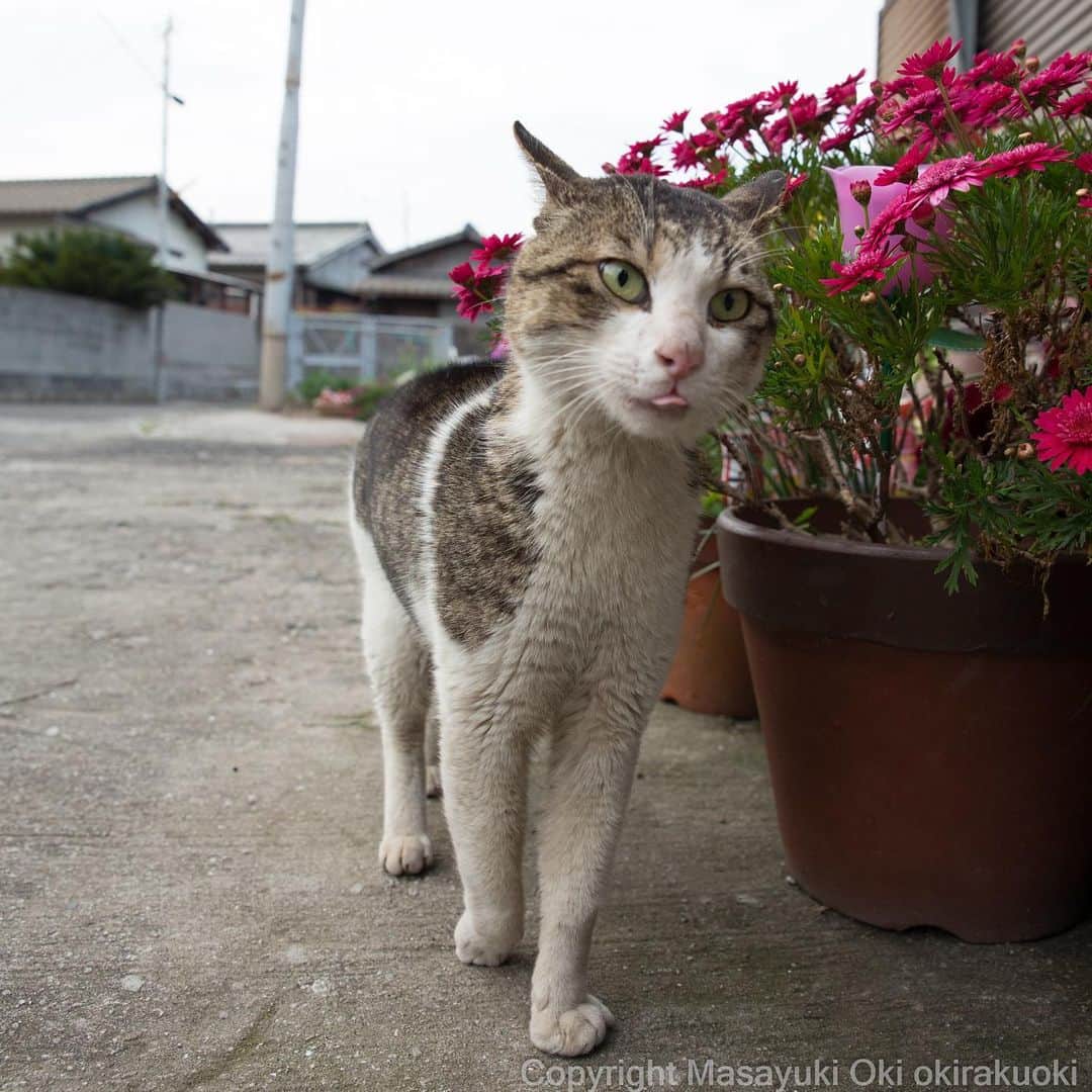 Masayukiさんのインスタグラム写真 - (MasayukiInstagram)「おこの時でも👅は出る。  #cat #ねこ」4月23日 13時08分 - okirakuoki