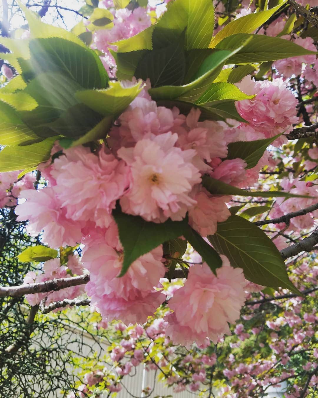 花井美理さんのインスタグラム写真 - (花井美理Instagram)「#八重桜」4月23日 13時20分 - miri_hanai_official
