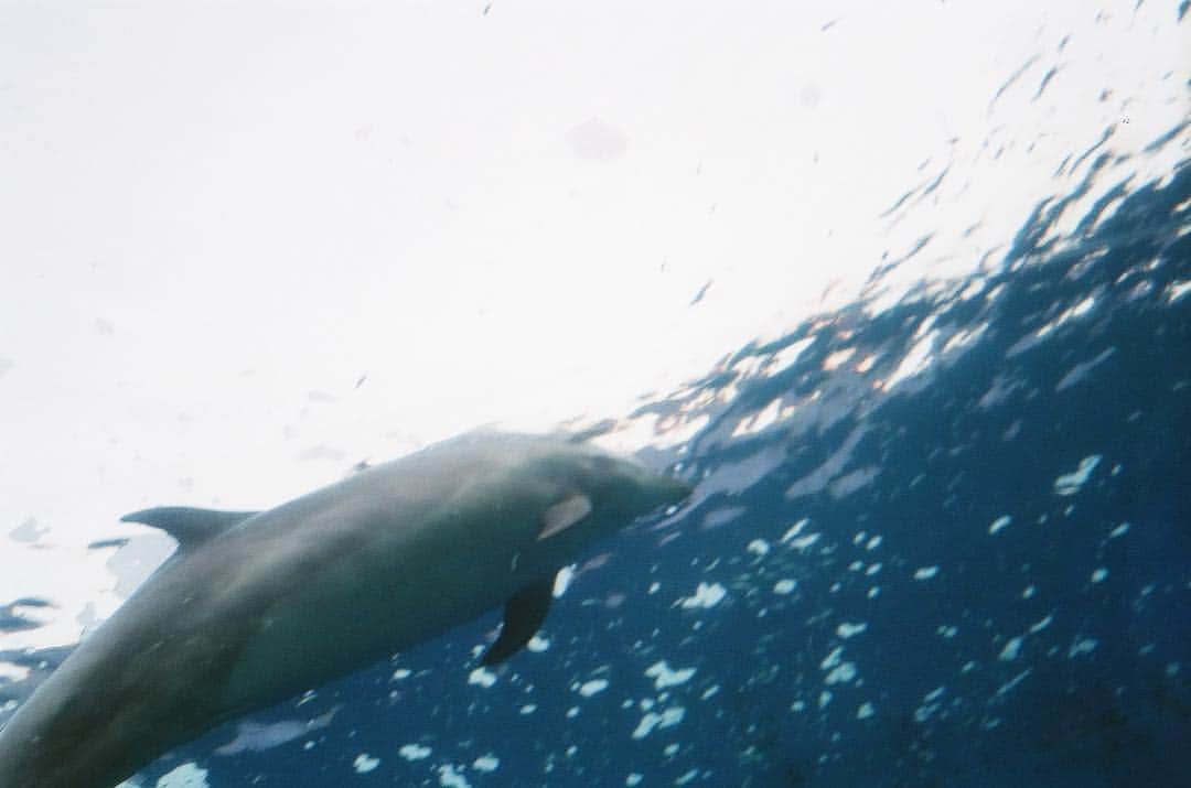 北澤舞悠（まゆちる）のインスタグラム：「イルカと一緒に泳いでみたい🐬」
