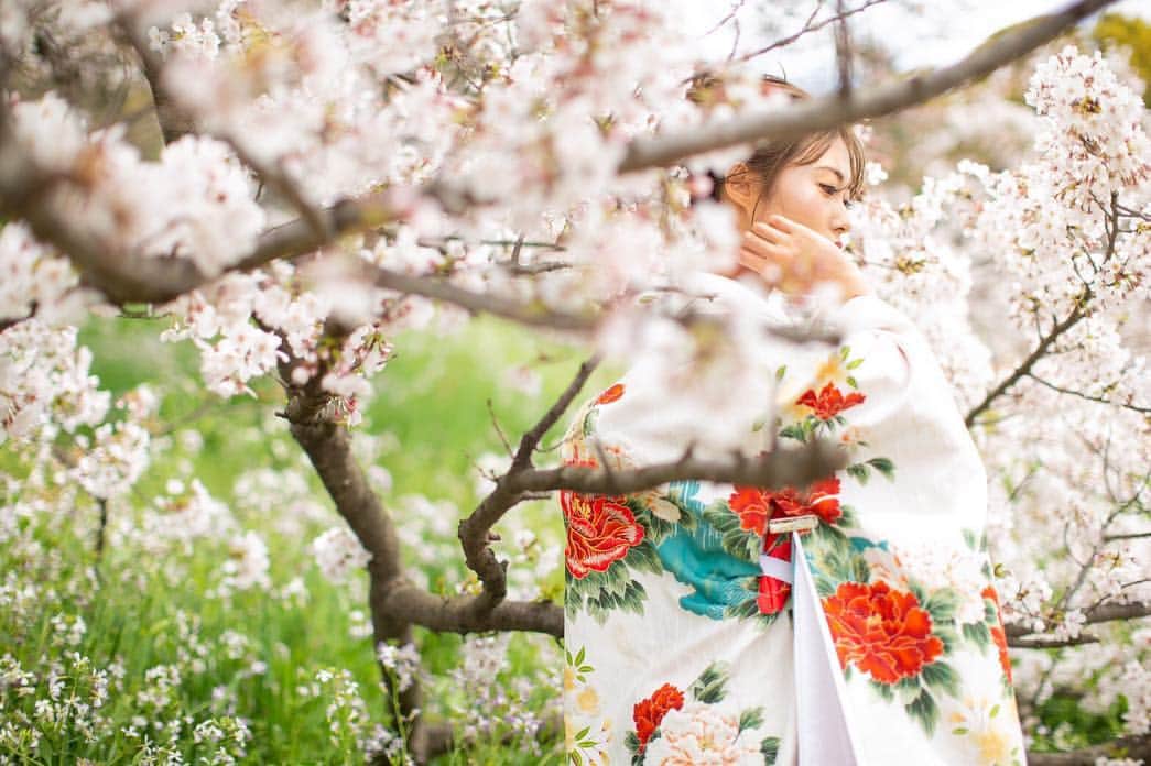 澤井玲未のインスタグラム：「桜シリーズ和装ver🌸 . #bridal#bridalmodel#bridalshoot#cherryblossom#japanesemodel#shooting#weddingdress#weddingmodel#ブライダル#ブライダルモデル #ブライダル撮影#桜撮影#小麦肌モデル#日本人モデル#小麦肌花嫁#桜ウエディング#ヘアメイク#メイクモデル」