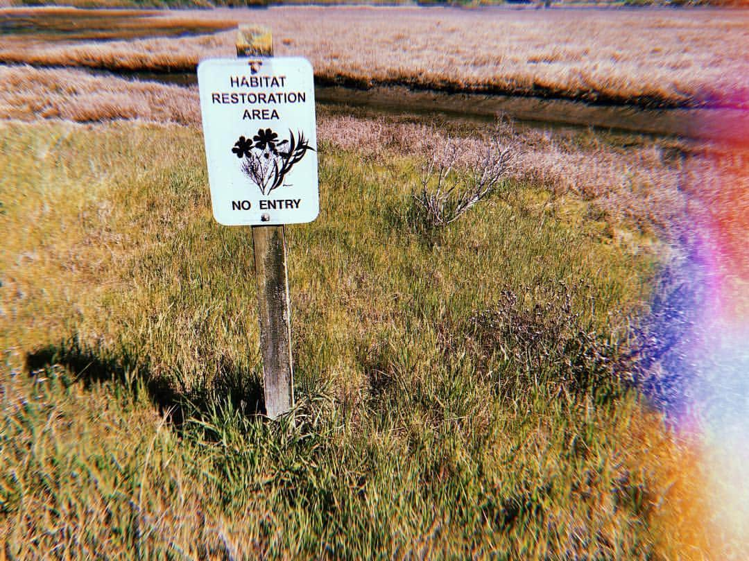 ファイン・フレンジーさんのインスタグラム写真 - (ファイン・フレンジーInstagram)「I wish we could put signs like this on half the planet. I wish we could  stop taking what we think we need nature simply because we can. I wish there didn’t have to be a holiday for nature, that simple gratitude on a daily basis for the natural world that sustains us was as normal as going to get a latte. It’s not. I find myself feeling too far from tasting salt air on my lips, too lazy to watch the sun rise too often. But just the fact that there are cherry blossoms on our floor in a city as vast and dense as New York is kind of a miracle. I can feel something awakening in me that deeply wants to take care  of both myself and my home in a much better way than I have, and I feel that’s happening far and wide... and so I have a lot of hope in my heart tonight for the future of this extraordinary planet. Wishing you a happy earth day. #earthday」4月23日 13時37分 - alisonsudol