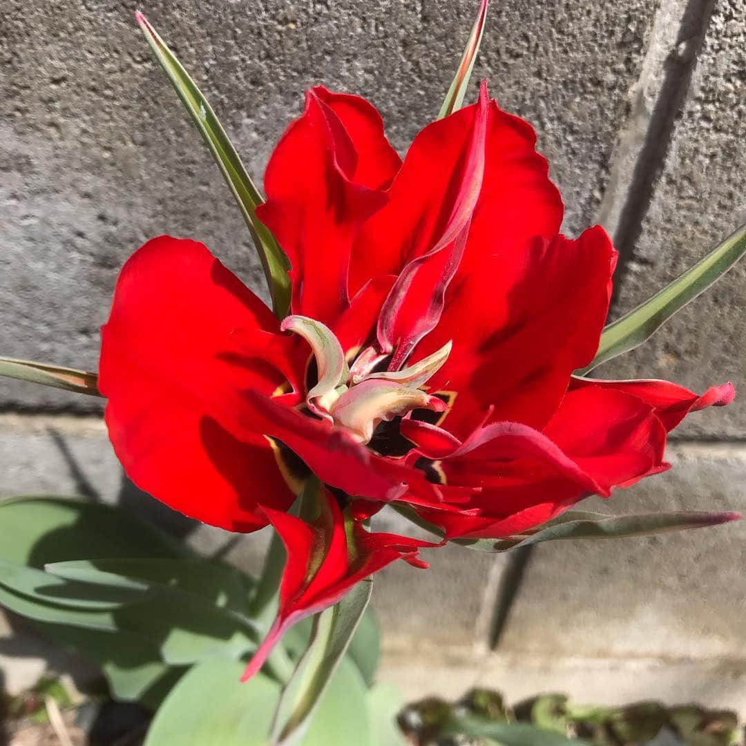 魔女菅原さんのインスタグラム写真 - (魔女菅原Instagram)「新拓開花✨😆💕 萼のある真っ赤なチューリップです。  #新拓 #富山産チューリップ #チューリップ好きな人と繋がりたい  #魔女菅原」4月23日 13時40分 - hatsuyosugawara