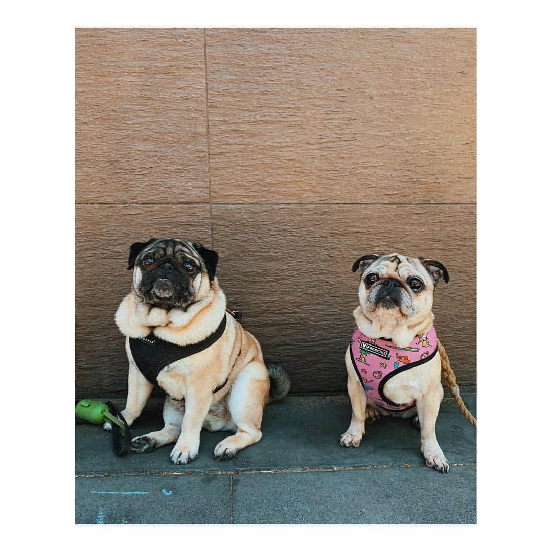 Melissa Santiagoのインスタグラム：「👑 Otis, treat king of Valencia, first of his name  #LeicaHarrietPancakes #PuppyPairs #DailyPug #PugsOfInstagram」