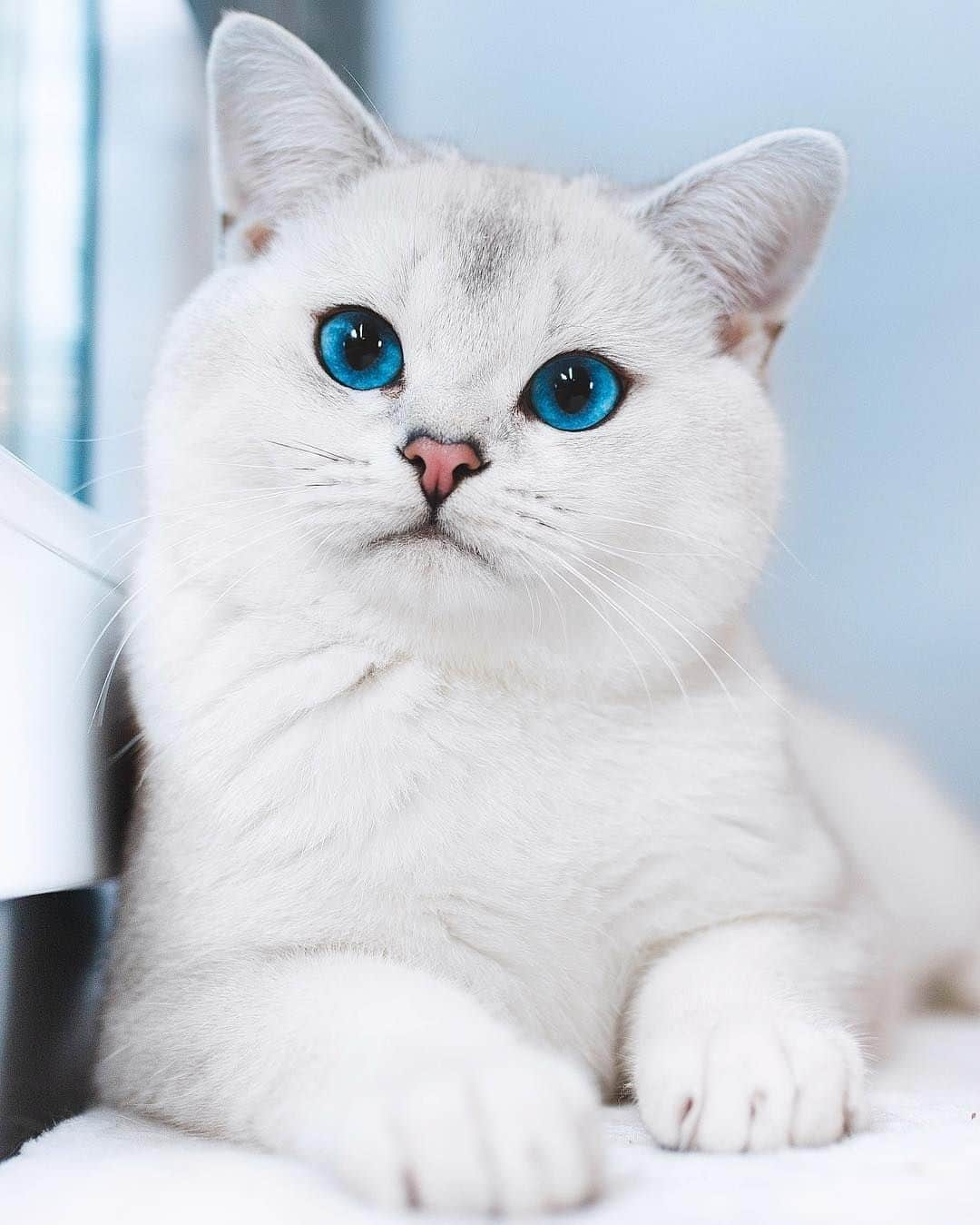 Aww Clubさんのインスタグラム写真 - (Aww ClubInstagram)「Why are you staring at me? Can I help you?⠀ ⠀ 📷@lyo.thecat⠀ ⠀ #meowed #britishshorthair #eyeseeyou #tgif #thanksgoditsfriday」4月23日 14時00分 - meowed