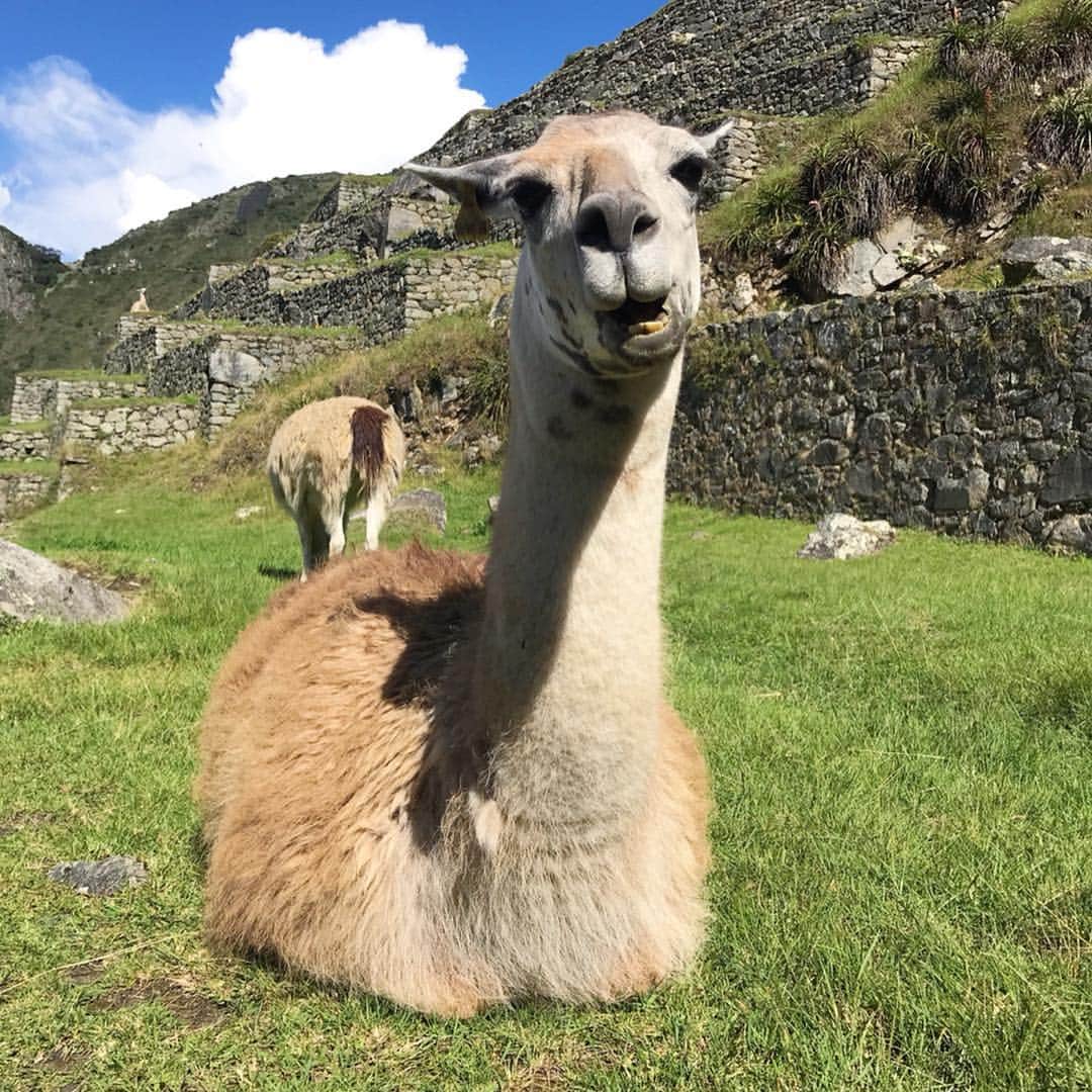 阿久津ゆりえさんのインスタグラム写真 - (阿久津ゆりえInstagram)「Machu Picchu DAY1. ついにやってきたマチュピチュ！ 感無量すぎて無我夢中で写真を撮りまくってしまった...。 でも、自分の目にもしっかりと焼き付けてきたよ！⛰👀 すごいよ〜すごすぎるよ〜マチュピチュ！！！笑 リャマ達とも仲良しになりました🦙🌈 #VisitPeru #ペルー #peru #machupicchu  #意外性大国ペルー #マチュピチュ #クスコからPERURAILで1時間半 #マチュピチュ駅の色使いが素敵💠 #写真撮りすぎて選べない問題 #DAY2の朝マチュピチュも後で載せます #リャマ可愛すぎてたくさん載せちゃう #yurie_travel」4月23日 14時03分 - yurie__a