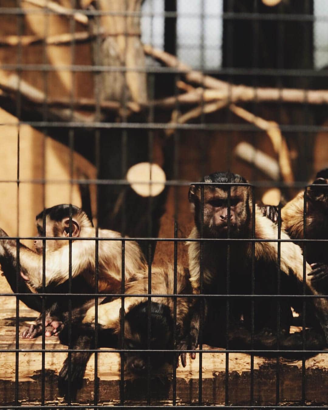柏木作夢さんのインスタグラム写真 - (柏木作夢Instagram)「朝から横浜にある野毛山動物園で撮影。  ここ、臭くないし快適。  いい。  #野毛山動物園 #zoo #yokohama #park #animals #monkey #portrait #portraitphotography」4月23日 14時06分 - samukashiwagi