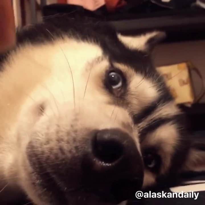 husky and malamuteのインスタグラム：「Naughty father is always like this.🙄🙄🙄🙄」
