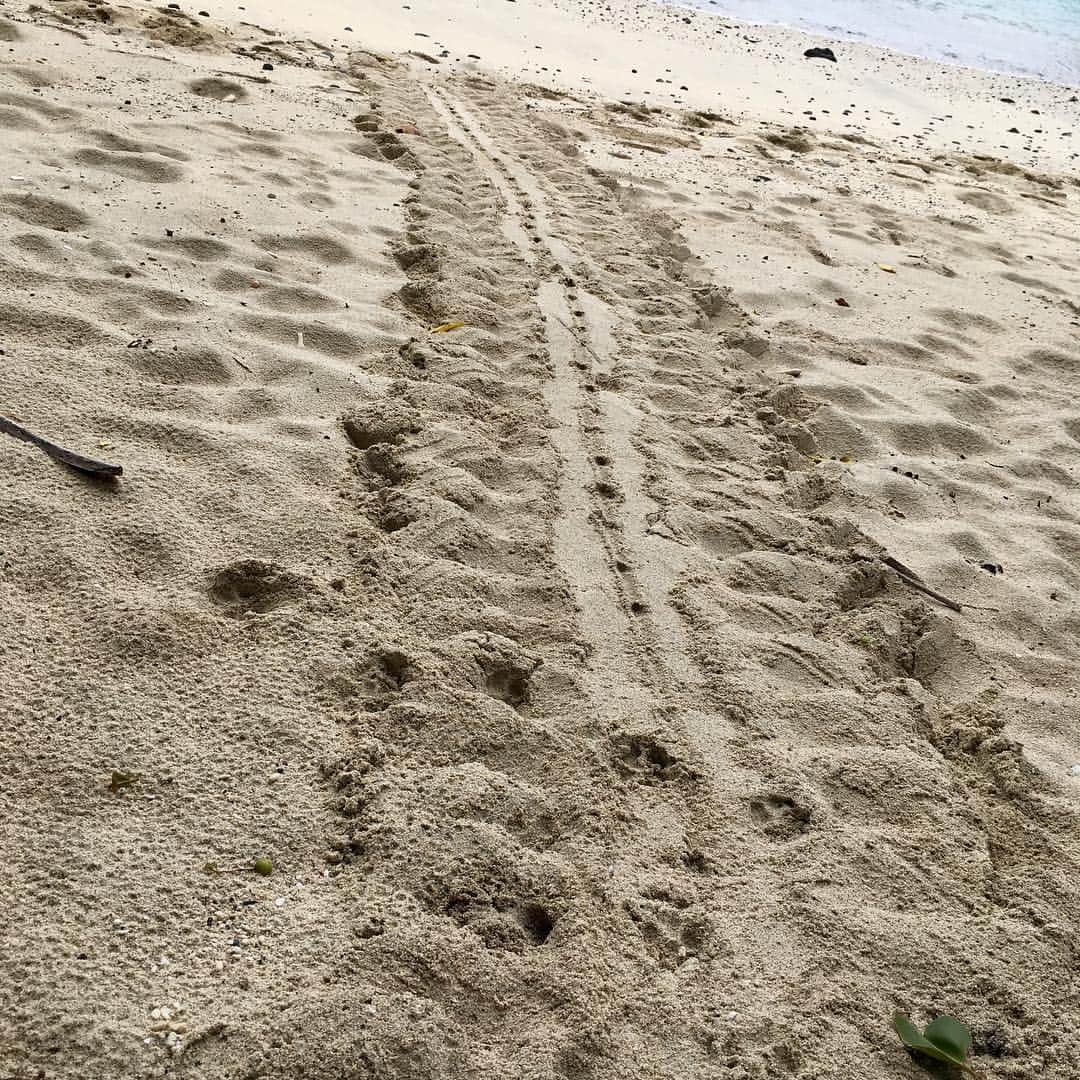 堀江淳のインスタグラム：「産卵で上陸したウミガメの足跡です🐾」