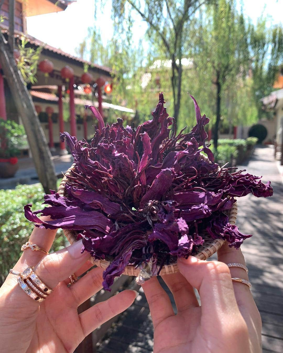 Amata Chittaseneeさんのインスタグラム写真 - (Amata ChittaseneeInstagram)「Time to drink Pink water lily tea 🍵 Good for the heart, mild taste and scent so yummy having it with steamed custard bun🌸  ชาดอกบัวแดง กลิ่มหอมอ่อนๆ ทานกับซาลาเปาไส้ครีม 🤤🤤🤤🤤😌 ชงชาบัวแดง ณ ศูนย์วัฒนธรรมไทยจีน  มีวัตถุประสงค์เพื่อให้เป็นจุดศูนย์รวมอนุรักษ์ศิลปะ วัฒนธรรม วิถีบรรพชนและหลักปรัญชา ของพี่-น้องชาวไทยเชื้อสายจีนในจังหวัดอุดรธานี การชงชาจะเป็นวิธีชงชาแบบจีนโบราณ  เรียกว่าการชงชาแบบกังฟูฉา แปลว่าปราณีต :) #pearypieamazingthailand #Thailand」4月23日 14時51分 - pearypie