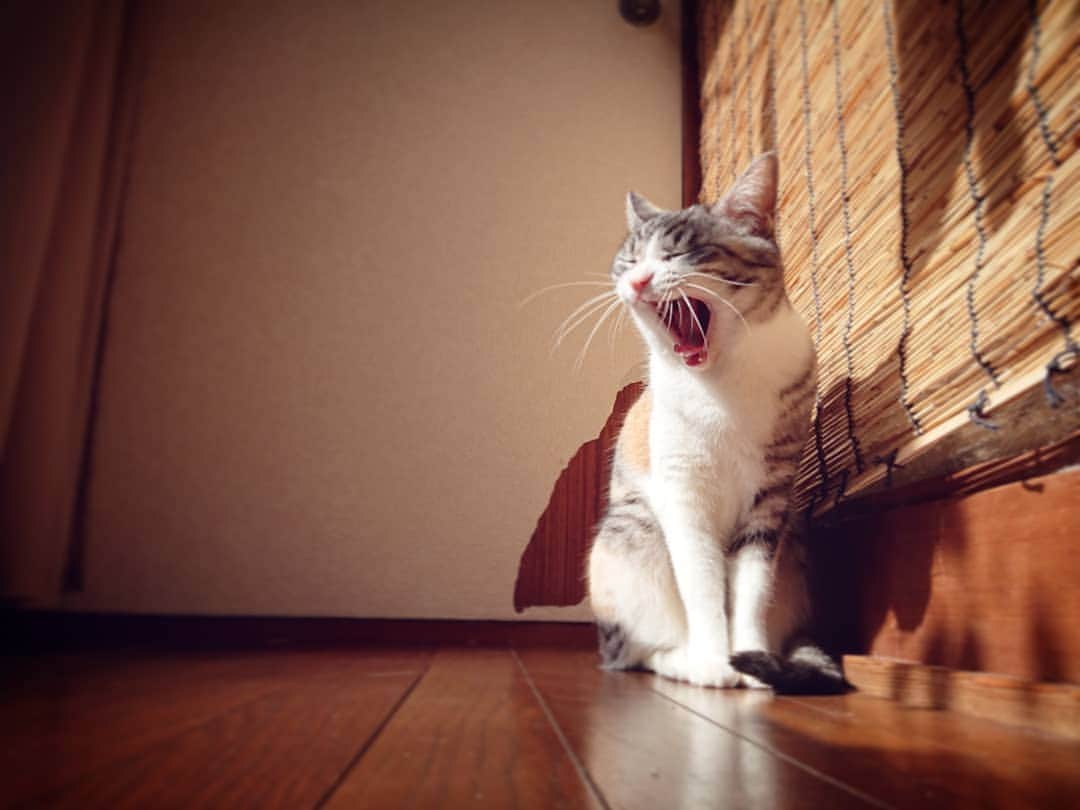 熊本アイさんのインスタグラム写真 - (熊本アイInstagram)「にゃるーん  #cat #catstagram #ねこ #ねこ部 #ねこすたぐらむ #天使 #三毛猫」4月23日 14時54分 - eye.1010