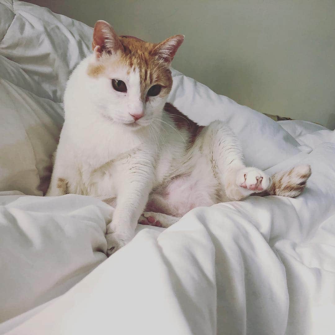 黃阿瑪的後宮生活さんのインスタグラム写真 - (黃阿瑪的後宮生活Instagram)「阿瑪：「啊，朕被棉被纏住了⋯」#阿瑪 #fumeancats #貓 #棉被 #午睡」4月23日 15時05分 - fumeancat