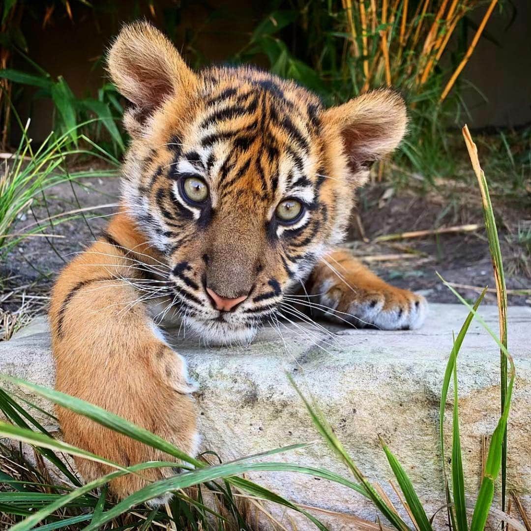 タロンガ動物園さんのインスタグラム写真 - (タロンガ動物園Instagram)「Cub update: still cute, still obsessed 🐯🧡 #ForTheWild 📸 @lv.clrk #TarongaKeeperCam」4月23日 15時06分 - tarongazoo