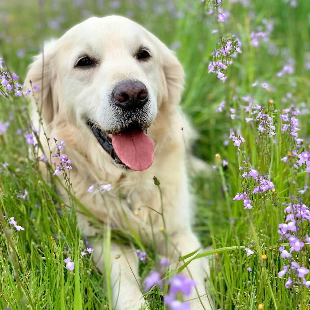 P太郎ママさんのインスタグラム写真 - (P太郎ママInstagram)「#花と犬 #マツバウンラン  群生すると、本当にきれい！ 自然が作る花壇〜。 #ゴールデンレトリバー  #goldenretriever」4月23日 14時58分 - ptarodada