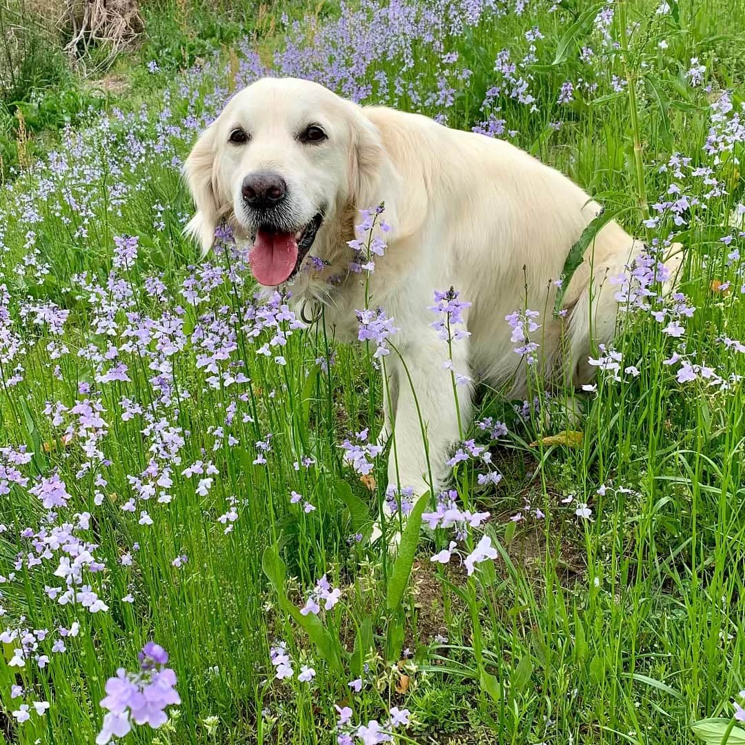 P太郎ママさんのインスタグラム写真 - (P太郎ママInstagram)「#花と犬 #マツバウンラン  群生すると、本当にきれい！ 自然が作る花壇〜。 #ゴールデンレトリバー  #goldenretriever」4月23日 14時58分 - ptarodada