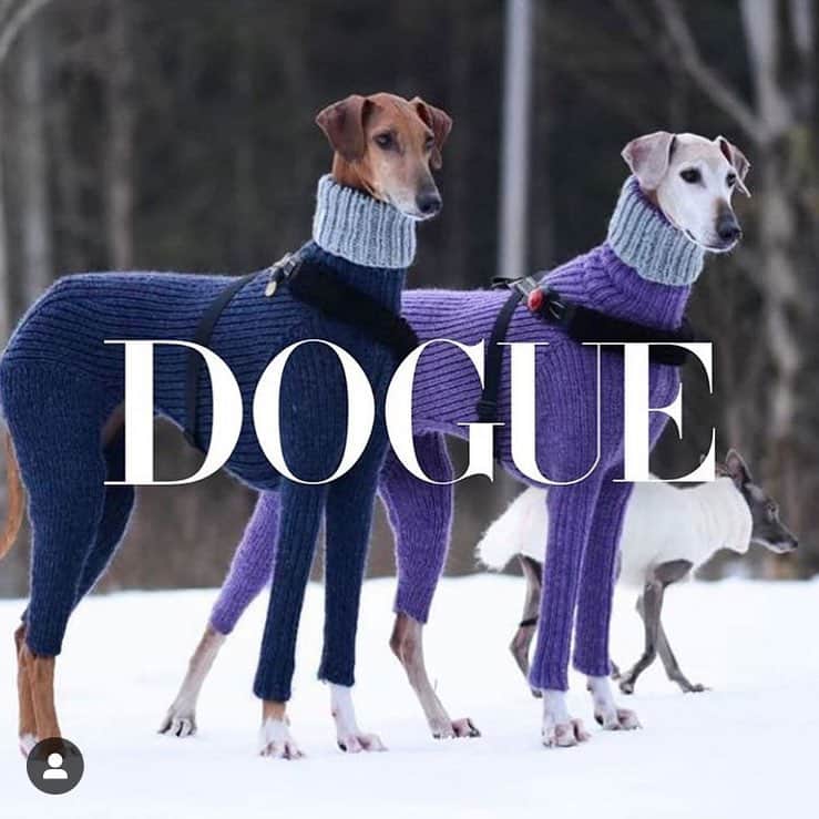 アレクシマビーユのインスタグラム：「Monday cover story @clubdogue thanks to @freddiemade @alexismabille #parischic #dog #dogue #freddiemade #alexismabille #levriers #chiens #elegance #coverstory」