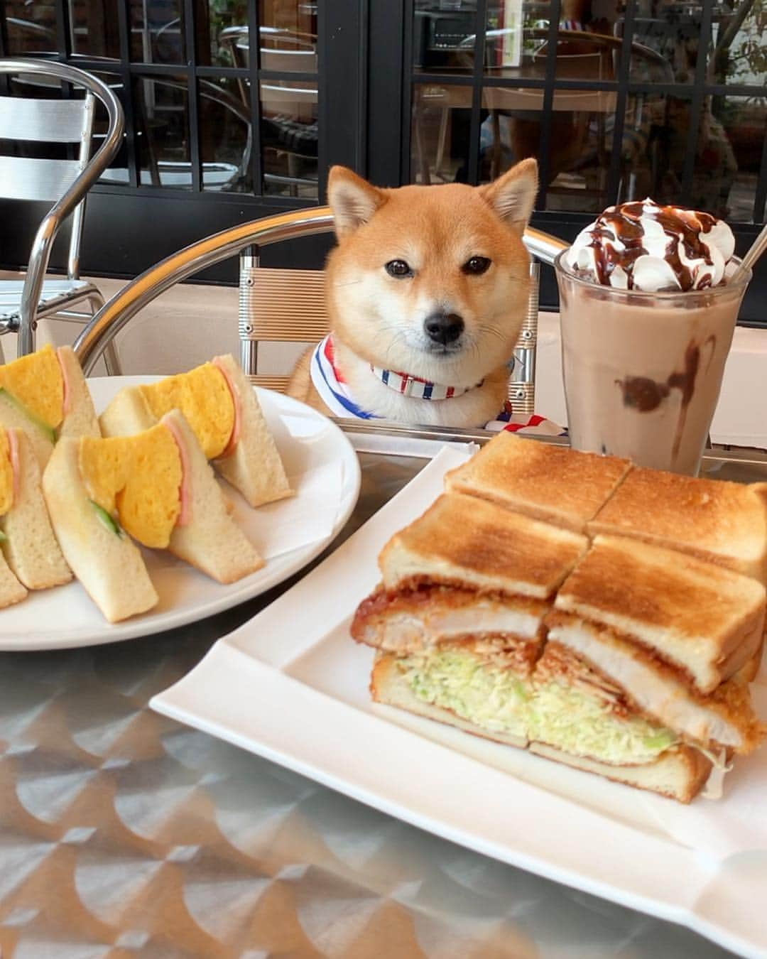 豆柴 サニーちゃんのインスタグラム