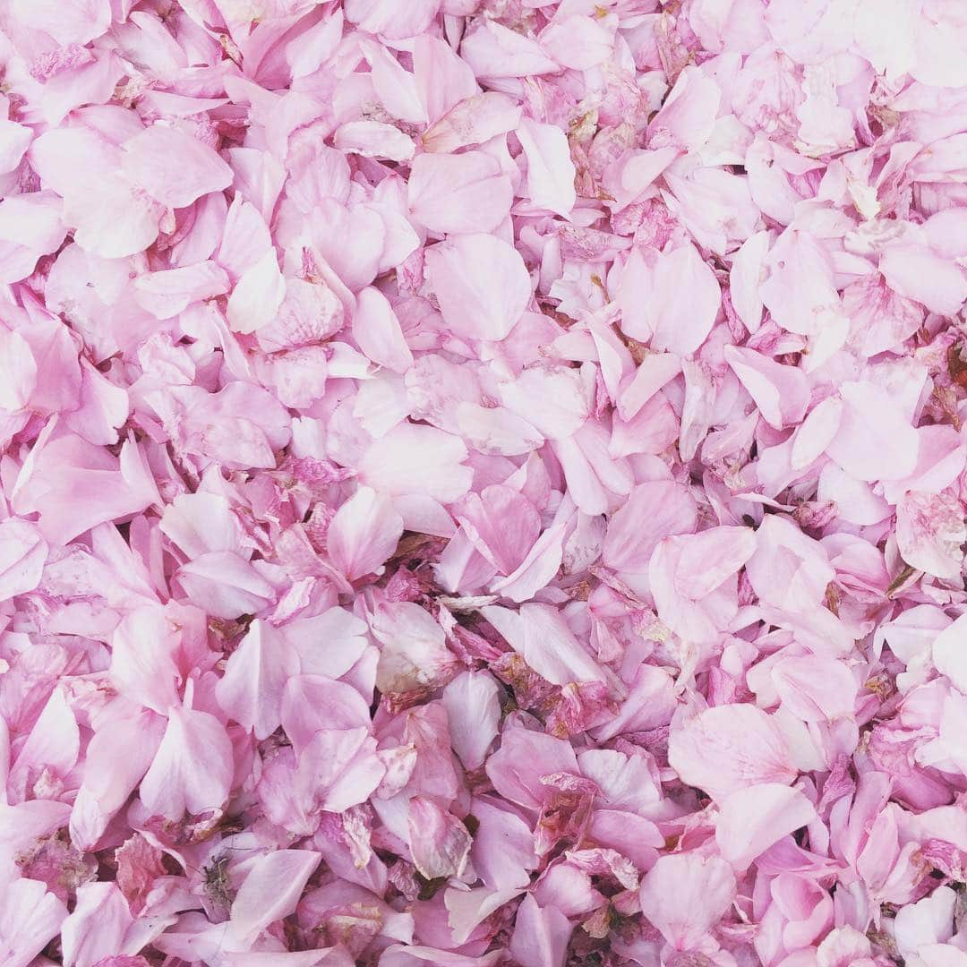 梅津有希子さんのインスタグラム写真 - (梅津有希子Instagram)「桜の季節も終わり🌸 今年は長く楽しめたな。素敵な日々をありがとう😊 #桜 #sakura #pink」4月23日 15時21分 - y_umetsu
