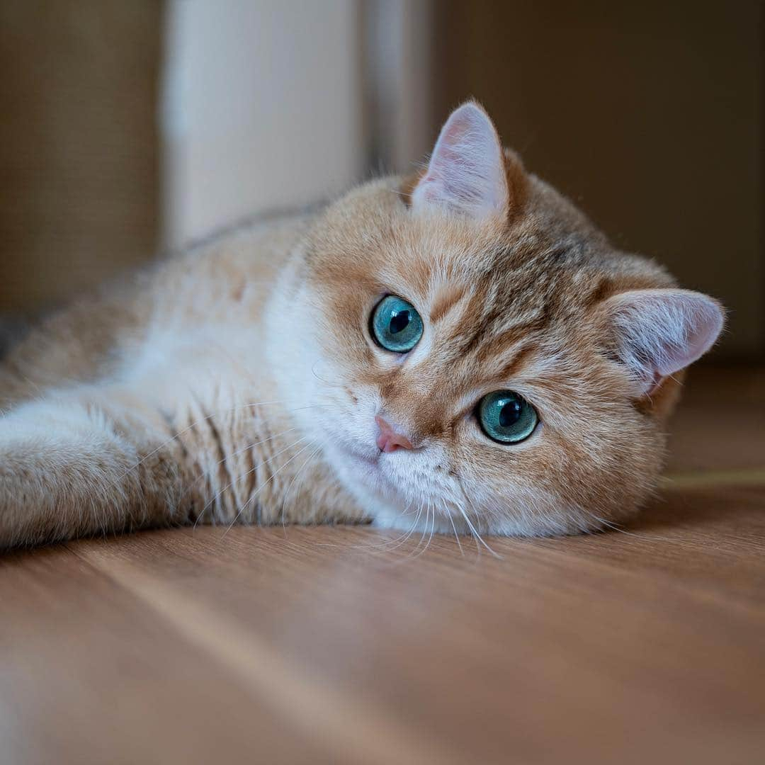 Hosicoさんのインスタグラム写真 - (HosicoInstagram)「Come lay with me, daddy. 🙋‍♂️」4月23日 15時53分 - hosico_cat