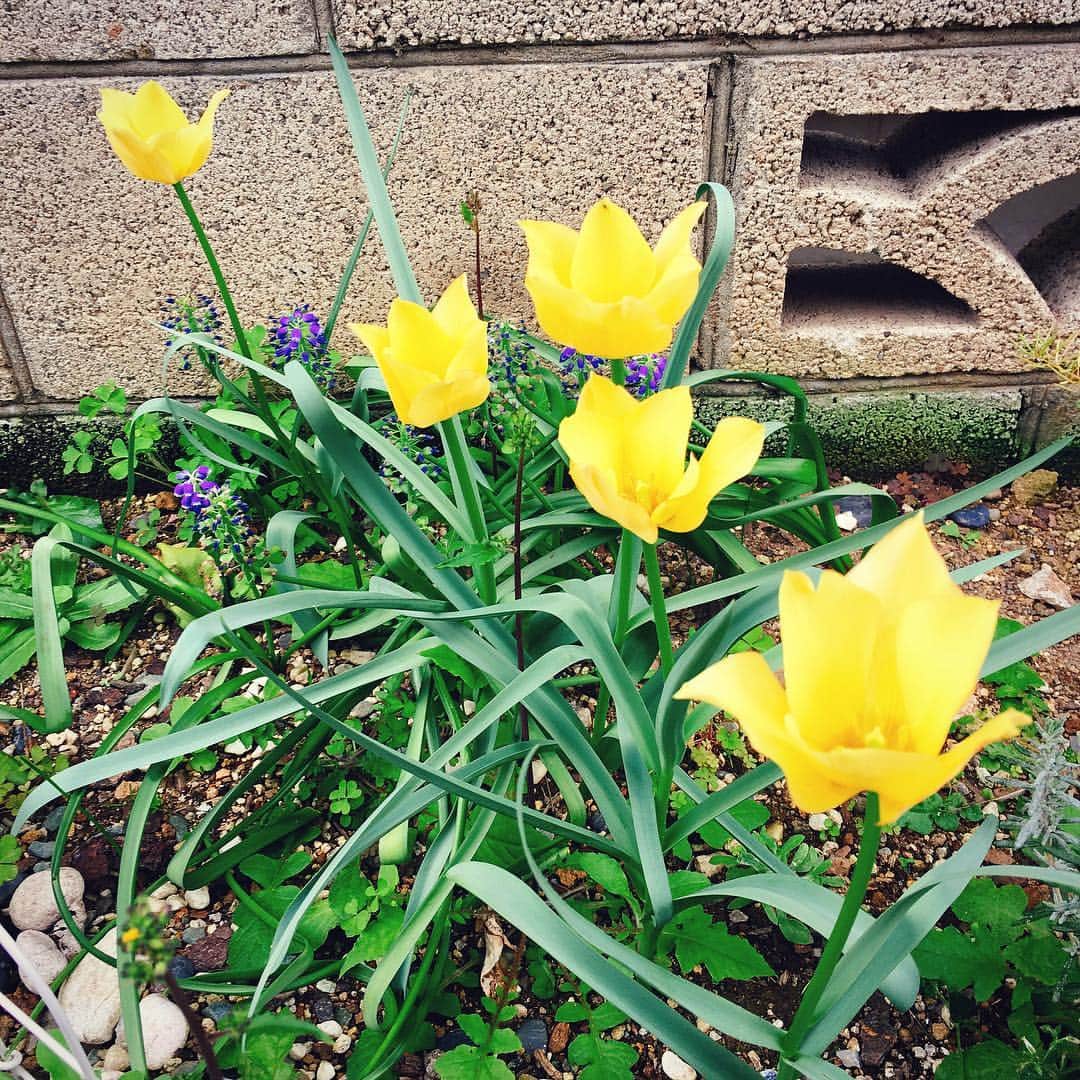 楠見藍子さんのインスタグラム写真 - (楠見藍子Instagram)「うちの #クローバー ちゃんと #チューリップ ちゃん❀ はるすき\( *´꒳`*)/ ぽかぽかどころか暑いけど！ #四つ葉 #五つ葉 #春」4月23日 15時55分 - minnie_aiko