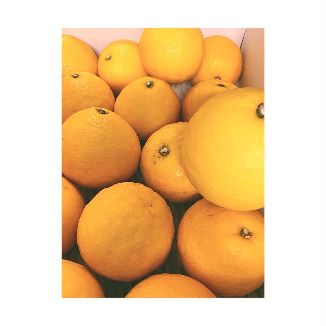 JOT AROMAさんのインスタグラム写真 - (JOT AROMAInstagram)「. . . . 収穫までの期間が 長いことでも知られる、 高知県特産の小夏。 . 11〜13ヶ月と収穫までに 長い時間をかけ、 4月〜6月に食べ頃を迎え、 この時期に流通がはじまります。 . 別名、ニューサマーオレンジ とも呼ばれ、初夏を感じる 果物ですね。 . 柑橘系独特の苦味が少なく 爽やかな酸味と甘さが とても美味しい小夏。 . 最近ではご当地の和精油として 各地の柑橘系の精油が 製造販売されています。 . GW、ご旅行にお出かけの際に お土産に迷われたら、 ご当地のアロマを チェックしてみては いかがでしょうか？ . . . . .  #高知県#小夏 #ニューサマーオレンジ . #ご当地 . #aroma #medicalaroma  #jot#大阪#アロマ#メディカルアロマ #メディカルハーブ#精油#梅田 #アロマセラピスト ❁ #香りのこと#暮らしのこと #JOTACAD#総合学園JOTアカデミー ❁ #AROMALABO #JOTメディカルアロマカレッジ ❁ #beauty#botanical . . . . . . . . .」4月23日 16時13分 - jot_school
