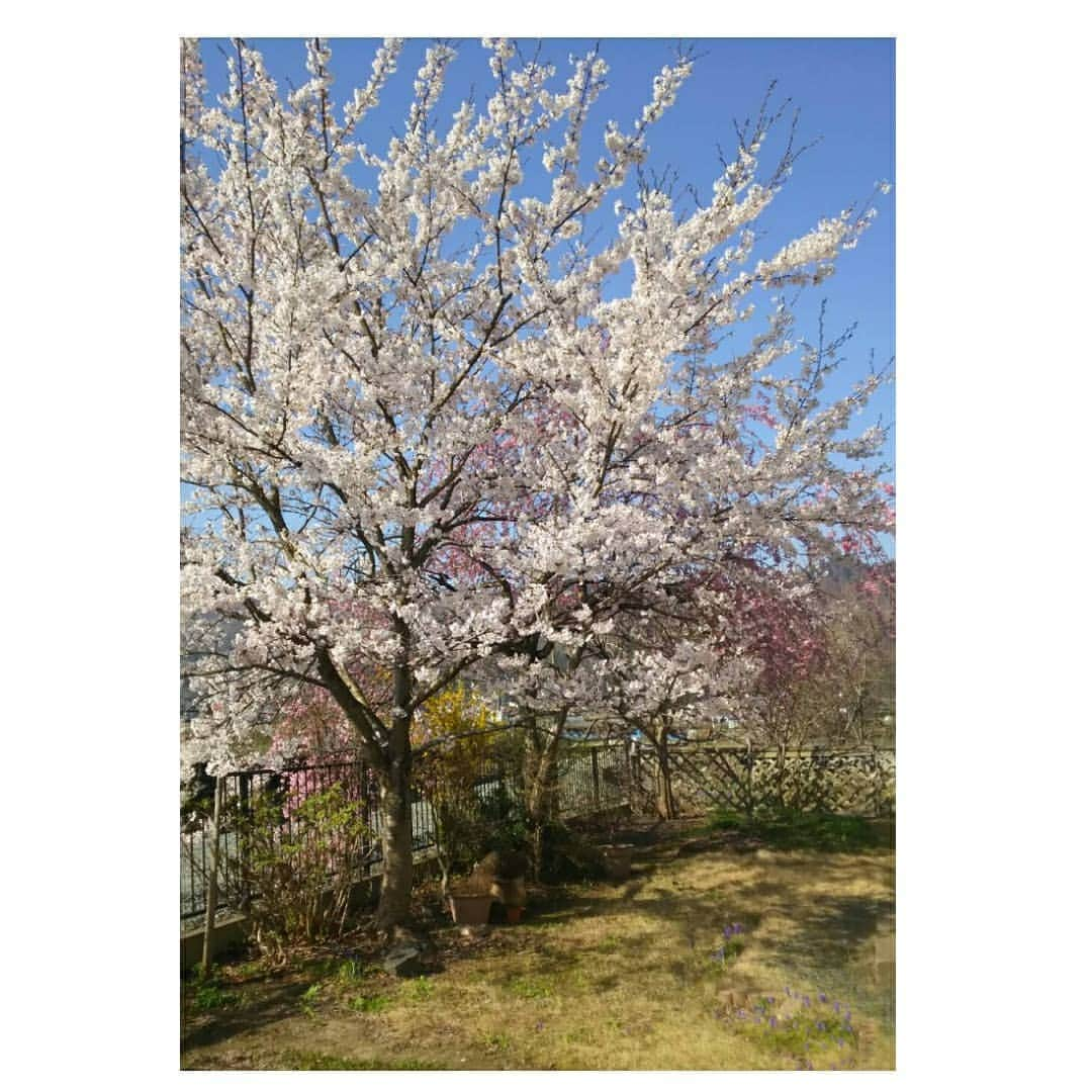 梅津春香さんのインスタグラム写真 - (梅津春香Instagram)「実家のソメイヨシノと枝垂れ桜が満開になりました。  ついに米沢も本格的な春です🌸  #桜 #山形 #米沢 #実家 #庭 #ソメイヨシノ #枝垂れ桜 #日本 #japan #yamagata #yonezawa」4月23日 16時23分 - haruka_umetsu