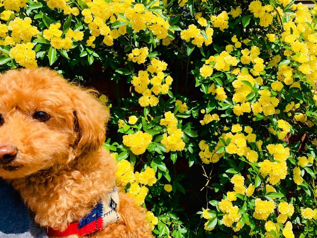 水野由紀のインスタグラム：「木香薔薇がきれいに咲きました😊  #モッコウバラ #パブロ #dog #癒し #flower」