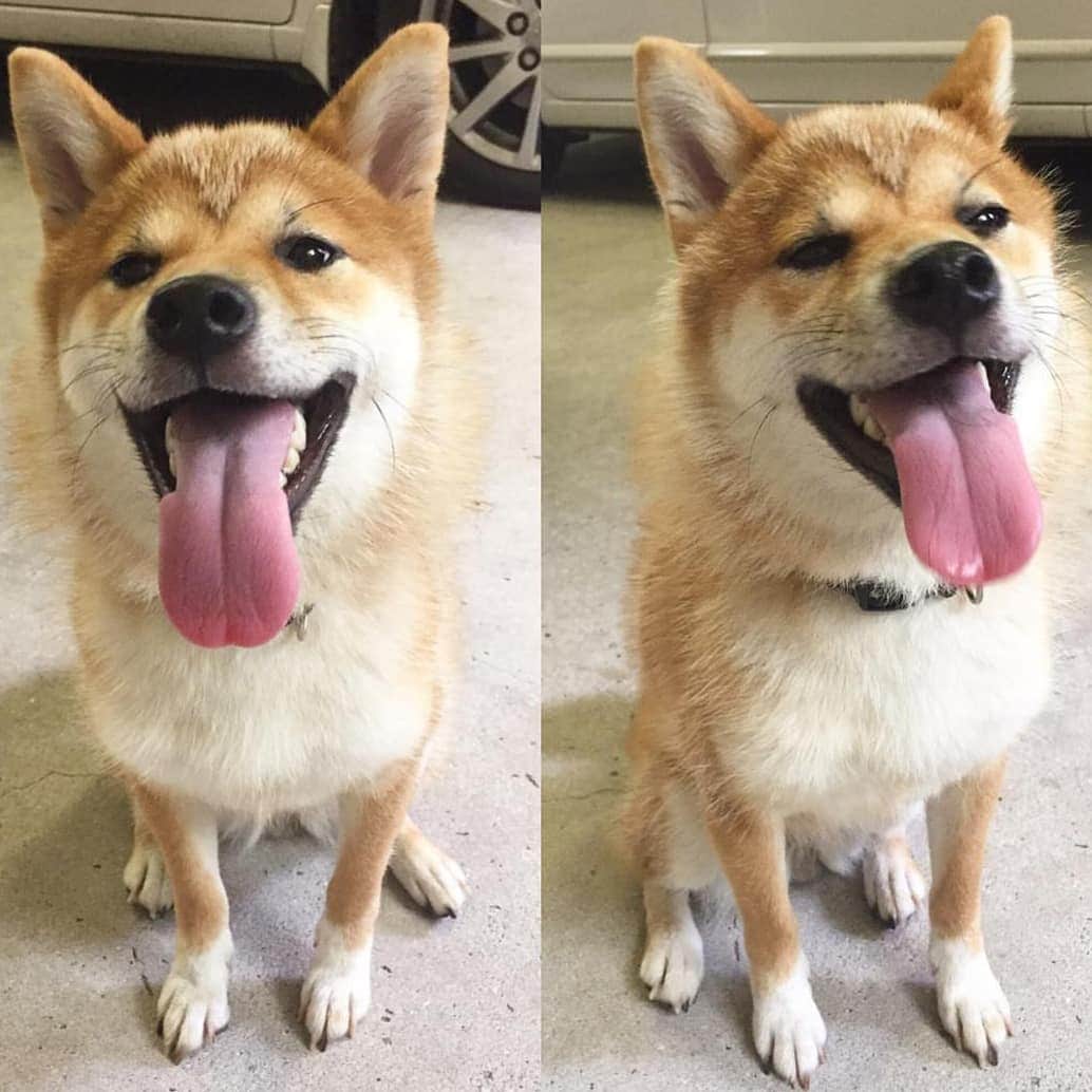 柴犬たま Shibainu Tamaさんのインスタグラム写真 - (柴犬たま Shibainu TamaInstagram)「* 平成最後のブサ顔の日に ブサ顔レジェンド参上‼ * 令和になってもブサ顔は不滅です(笑) * Caption trans🇬🇧 Meekeh funny face‼(lol) * #たま家族 #柴犬ミケ #ブサ顔 #ブサ顔の日 #23日 #平成最後 #平成最後の #平成最後のブサ顔の日 #令和もよろしく #かなりひし形 #アホ顔 #この顔見ると元気出る #元気が出る画像 #柴犬 #shiba #shibainu #shibastagram #犬 #dog」4月23日 16時41分 - tama7653