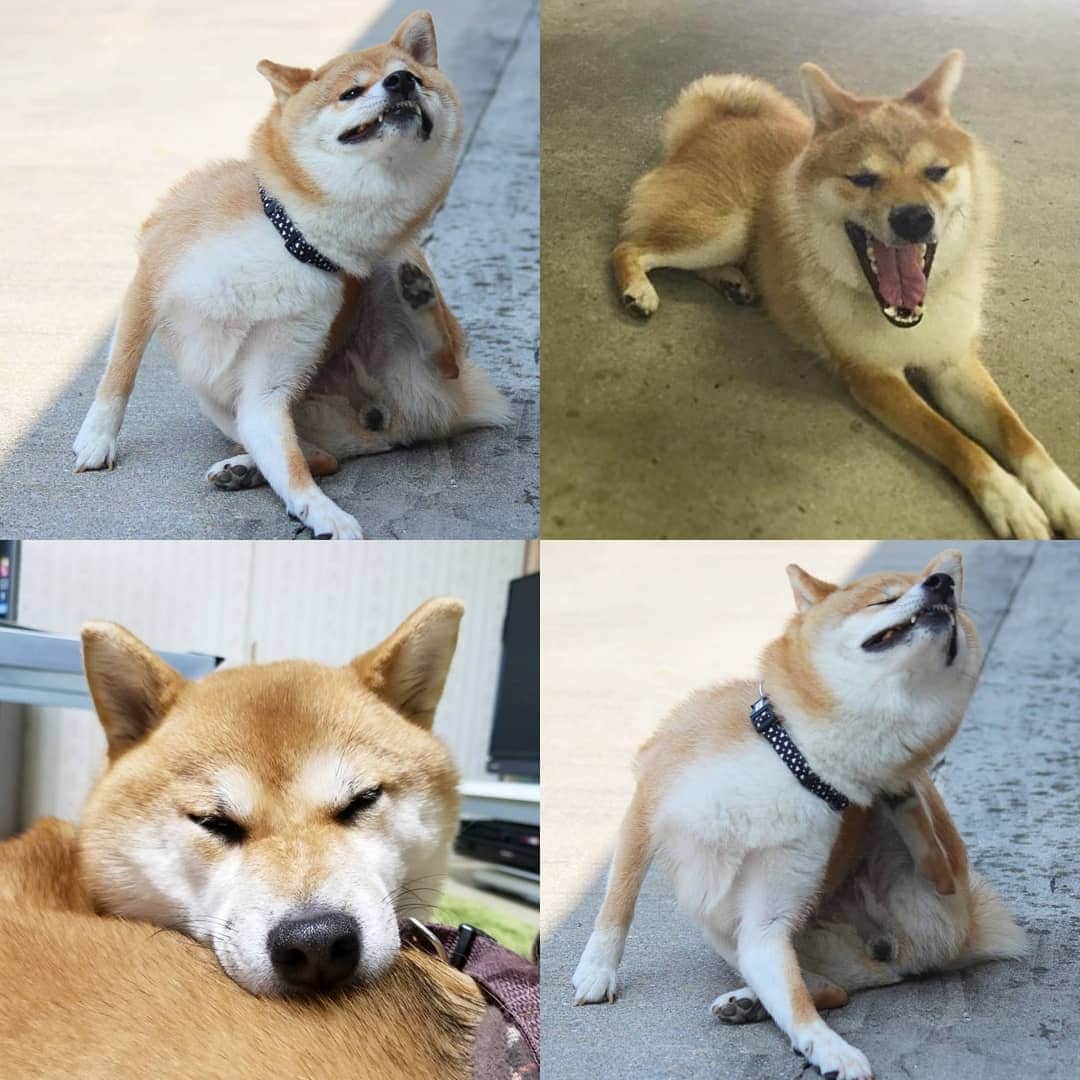 柴犬たま Shibainu Tamaさんのインスタグラム写真 - (柴犬たま Shibainu TamaInstagram)「* 平成最後のブサ顔の日に ブサ顔レジェンド参上‼ * 令和になってもブサ顔は不滅です(笑) * Caption trans🇬🇧 Meekeh funny face‼(lol) * #たま家族 #柴犬ミケ #ブサ顔 #ブサ顔の日 #23日 #平成最後 #平成最後の #平成最後のブサ顔の日 #令和もよろしく #かなりひし形 #アホ顔 #この顔見ると元気出る #元気が出る画像 #柴犬 #shiba #shibainu #shibastagram #犬 #dog」4月23日 16時41分 - tama7653