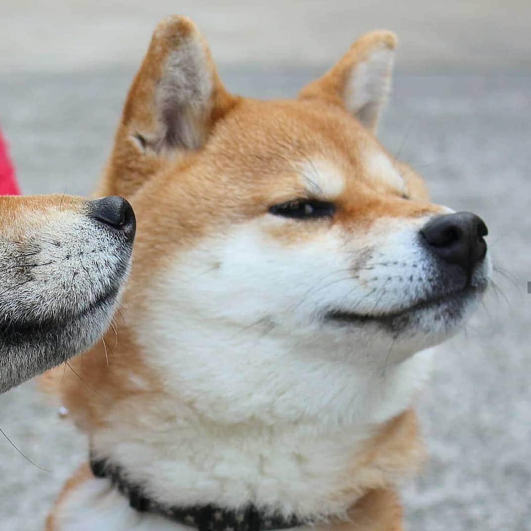 柴犬たま Shibainu Tamaさんのインスタグラム写真 - (柴犬たま Shibainu TamaInstagram)「* 平成最後のブサ顔の日に ブサ顔レジェンド参上‼ * 令和になってもブサ顔は不滅です(笑) * Caption trans🇬🇧 Meekeh funny face‼(lol) * #たま家族 #柴犬ミケ #ブサ顔 #ブサ顔の日 #23日 #平成最後 #平成最後の #平成最後のブサ顔の日 #令和もよろしく #かなりひし形 #アホ顔 #この顔見ると元気出る #元気が出る画像 #柴犬 #shiba #shibainu #shibastagram #犬 #dog」4月23日 16時41分 - tama7653