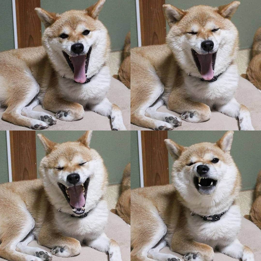柴犬たま Shibainu Tamaさんのインスタグラム写真 - (柴犬たま Shibainu TamaInstagram)「* 平成最後のブサ顔の日に ブサ顔レジェンド参上‼ * 令和になってもブサ顔は不滅です(笑) * Caption trans🇬🇧 Meekeh funny face‼(lol) * #たま家族 #柴犬ミケ #ブサ顔 #ブサ顔の日 #23日 #平成最後 #平成最後の #平成最後のブサ顔の日 #令和もよろしく #かなりひし形 #アホ顔 #この顔見ると元気出る #元気が出る画像 #柴犬 #shiba #shibainu #shibastagram #犬 #dog」4月23日 16時41分 - tama7653
