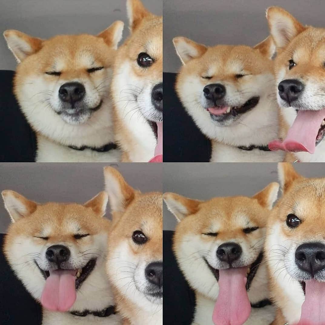 柴犬たま Shibainu Tamaさんのインスタグラム写真 - (柴犬たま Shibainu TamaInstagram)「* 平成最後のブサ顔の日に ブサ顔レジェンド参上‼ * 令和になってもブサ顔は不滅です(笑) * Caption trans🇬🇧 Meekeh funny face‼(lol) * #たま家族 #柴犬ミケ #ブサ顔 #ブサ顔の日 #23日 #平成最後 #平成最後の #平成最後のブサ顔の日 #令和もよろしく #かなりひし形 #アホ顔 #この顔見ると元気出る #元気が出る画像 #柴犬 #shiba #shibainu #shibastagram #犬 #dog」4月23日 16時41分 - tama7653