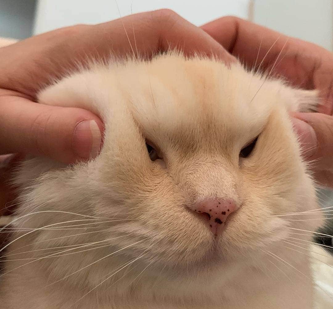 Aww Clubのインスタグラム