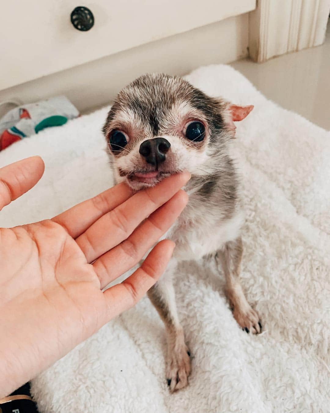r_oseのインスタグラム：「I do this silly face for only you 🐿〰️ #chihuahau #tee」