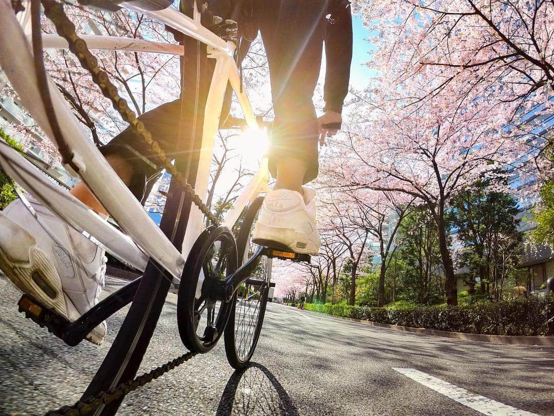 GoProさんのインスタグラム写真 - (GoProInstagram)「#自転車 で桜並木を疾走 🚴‍♂️ バイクマウントで #GoPro ならではの視点で撮影した #GoProファミリー @a_matsum の一枚。 #GoProTravelJapan コンテスト開催中！#GoProHERO7 Blackを含むVIPセットゲットのチャンスをお見逃しなく👍 ・ ・ ・ #GoProTravelJapan #GoProJP #GoProのある生活 #バイク #桜 #桜並木 #花見 #Sakura #bike」4月23日 17時02分 - goprojp