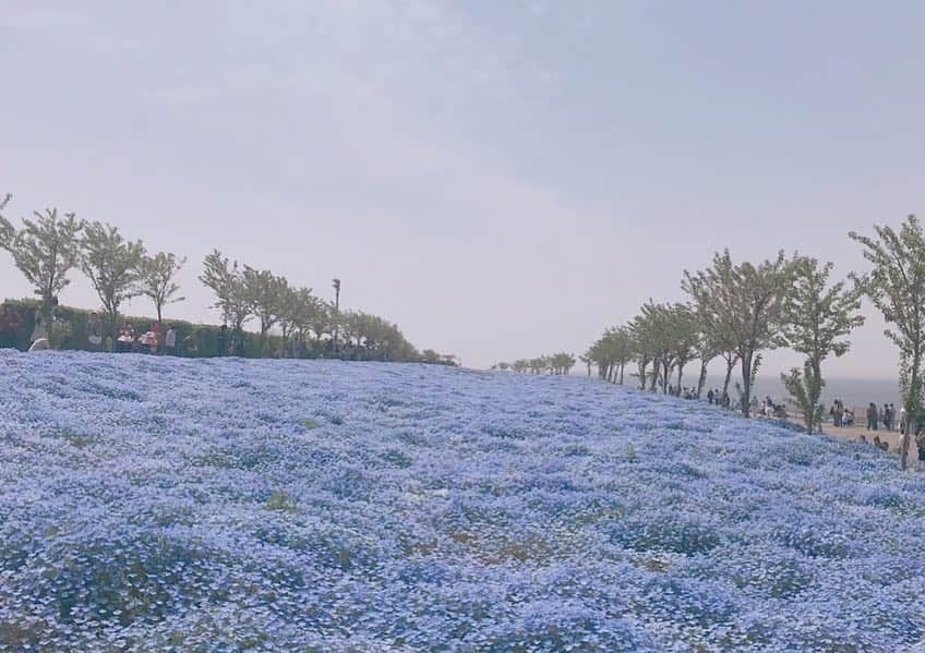 池田愛恵里さんのインスタグラム写真 - (池田愛恵里Instagram)「舞洲ネモフィラ祭り💠 昨日取材行くとき、たまたま駅で話したおばあちゃんが「綺麗だから一度行くといいよ〜」と教えてくれて😊✨ 練習場の近くなので少し行ってみたら本当に綺麗すぎて感動でした！ おばあちゃん１人だったけど無事みられたかな… 教えてくれたことに感謝です😢💓 このお祭りの影響で舞洲はすごい人でした！ #舞洲 #ネモフィラ #ネモフィラ祭り」4月23日 17時07分 - ikeda_aeri