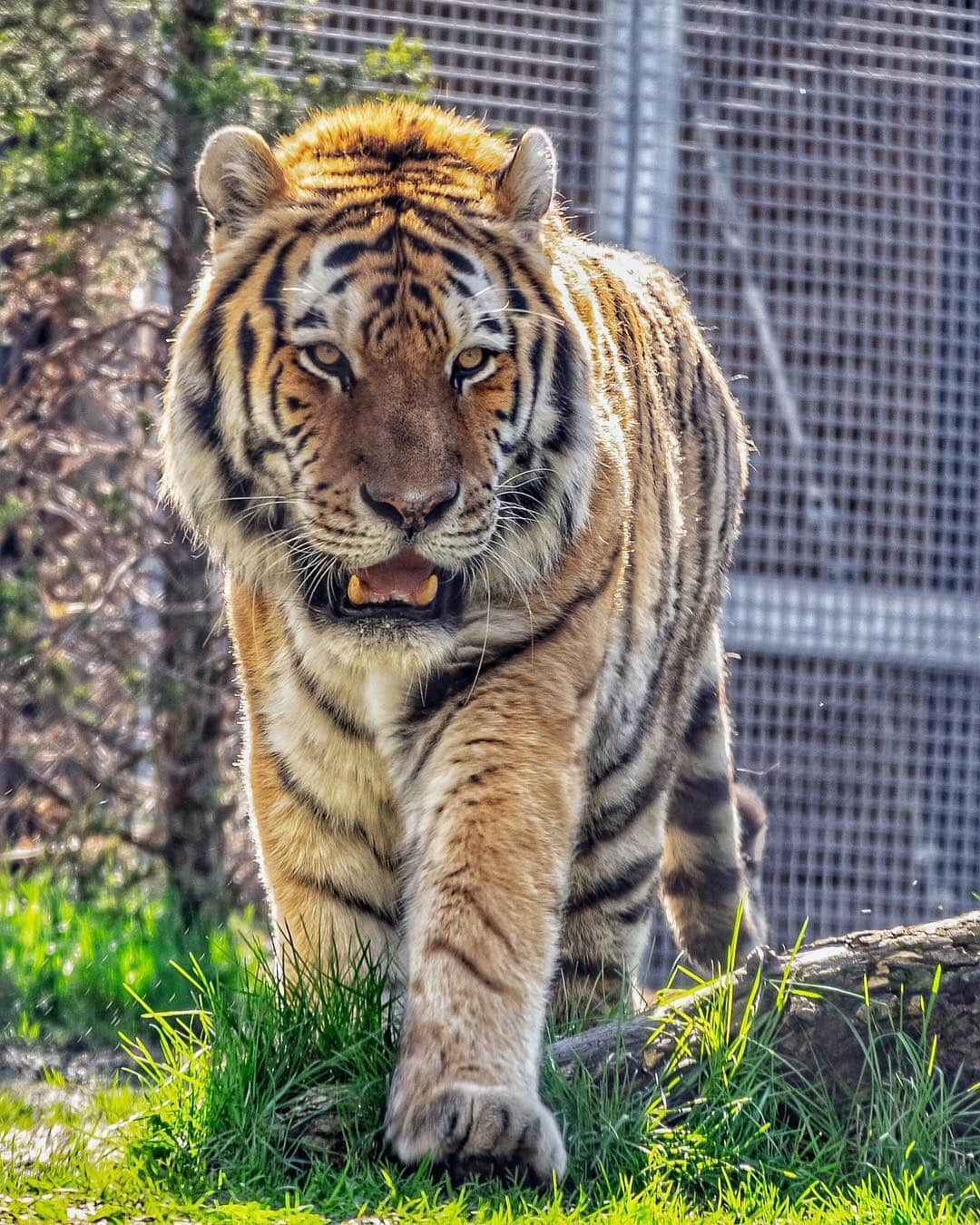 Ricoh Imagingさんのインスタグラム写真 - (Ricoh ImagingInstagram)「Our #teampentax fan @flynnfotog captured this friendly tiger using his #pentaxk3.」4月24日 3時58分 - ricohpentax