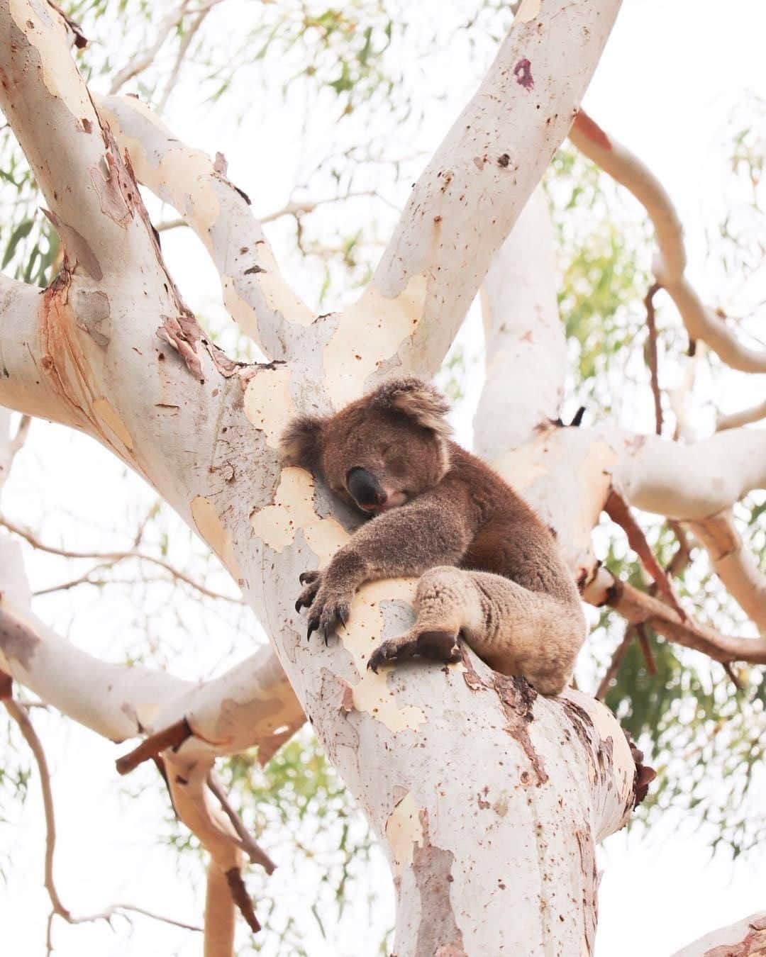 Australiaさんのインスタグラム写真 - (AustraliaInstagram)「Newsflash: it’s been scientifically validated that hugging trees is good for lowering stress levels… no wonder #koalas are so chilled out ALL the time 🐨! @erinsmithaust saw this fluffy fellow having an afternoon nap in @southaustralia's #BrownhillCreek Recreation Park, a lovely bushland area located in suburban #Adelaide. Escape the city and get back to nature in this 51-hectare park with a stroll along the creek under the shade of majestic river red gums, you can even stay the night here at the #BrownhillCreekTouristPark so you can go wildlife spotting to your heart’s content.  #seeaustralia #seesouthaustralia #wildlife #nature #explore」4月24日 4時00分 - australia
