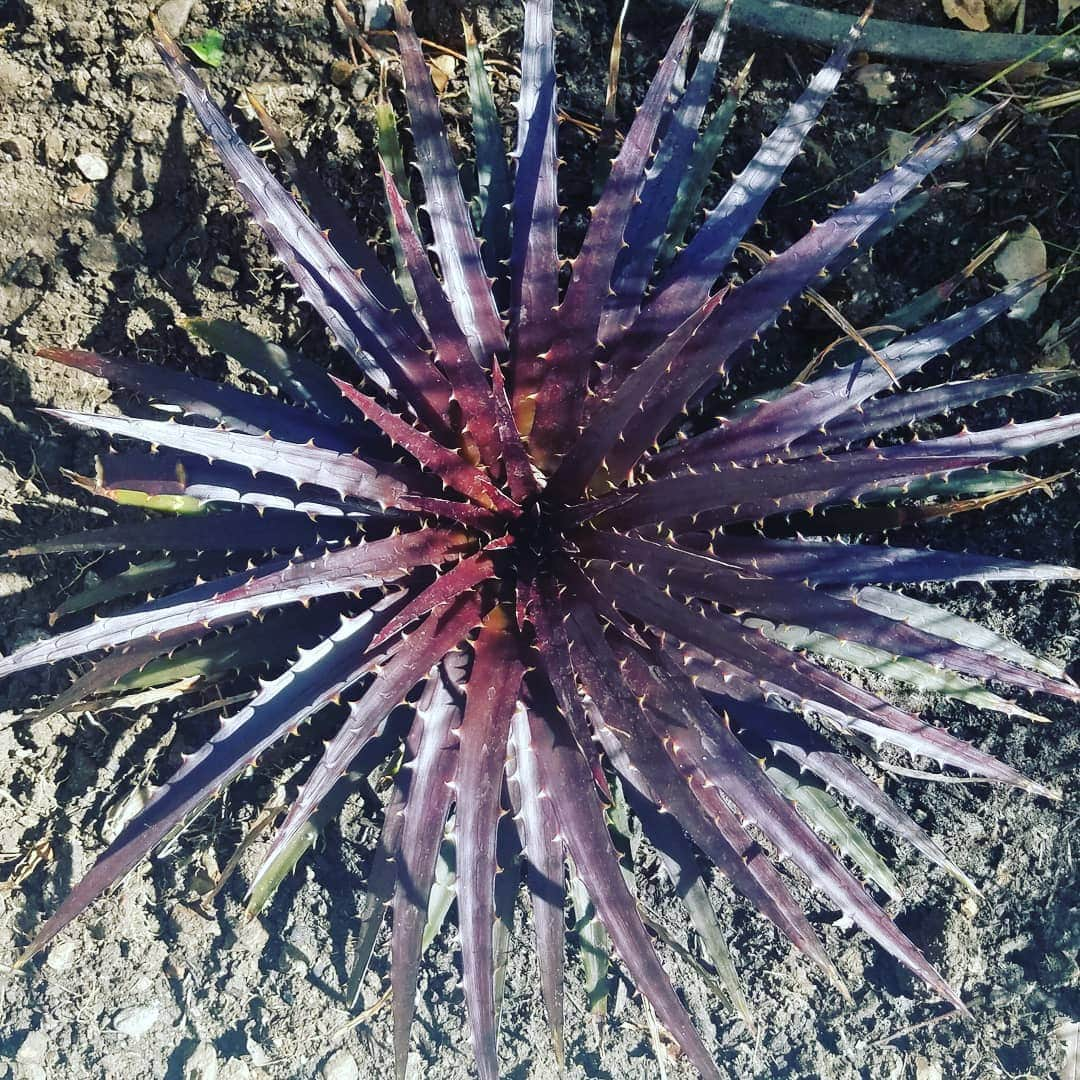 ガソリングラマーさんのインスタグラム写真 - (ガソリングラマーInstagram)「OMG LOVING THIS CRAZY DANGEROUS THORNY DUDE PLANTING WAS TRICKY BUT I MANAGED IT UNSCATHED 🗡⚔⚔ #GASOLINEGARDEN #ILOVEGARDENS #GARDENSRULE #GARDENCHURCH #GARDENPARTY #GARDENMAGIC #AVANTGARDEN #GARDENS #GARDENGANGSTER #garden #gardenlife #GARDENER #gardentime #GARDENING #FLOWERS #FLOWERPOWER #plants #FLOWER #CACTUS #CACTI #SUCCULENTS @gasolineglamour  #GASOLINEGLAMOUR #AYEARINFLOWERS  #shadowhills  #THANKYOU @nicksnursery  #nicksnursery」4月24日 2時47分 - gasolineglamour