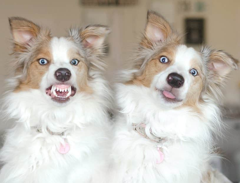 Jazzy Cooper Fostersさんのインスタグラム写真 - (Jazzy Cooper FostersInstagram)「BB and her evil twin. 👹🤡 I taught BB to “smile” for the picture on cue. 👹📸」4月24日 3時05分 - bordernerd