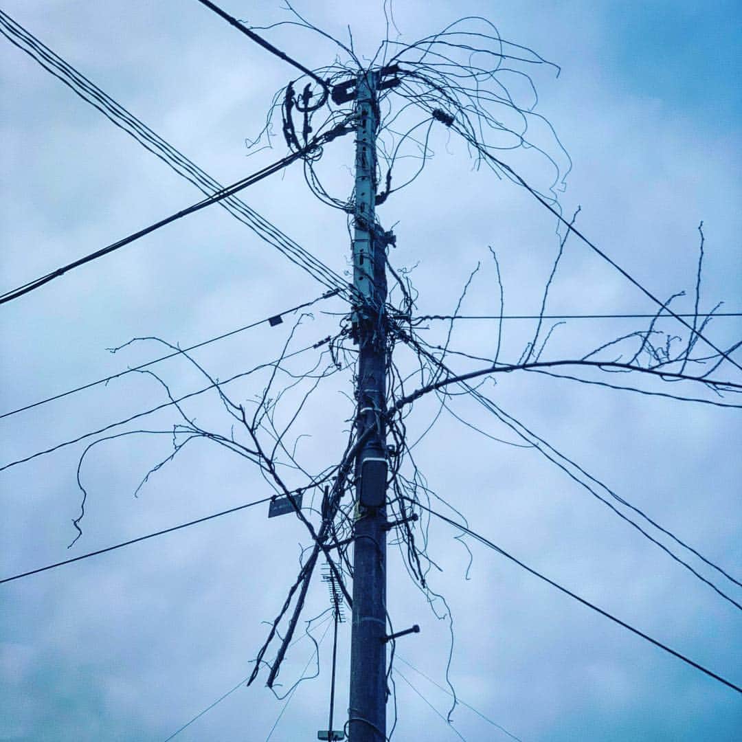 小川貴之のインスタグラム：「この電柱、電線を利用して電気を受け取っていた可能性大！不安材料多め！巣作りやすそう☺️」