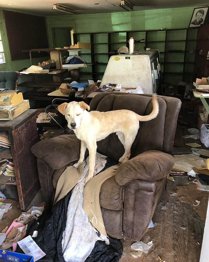 Manny The Frenchieさんのインスタグラム写真 - (Manny The FrenchieInstagram)「This is now named, Sly McFly...he has become the face of a huge rescue effort in East Texas. From what started as a rescue of 10-15 dogs, has turned in to 90!!! We need you now, as most of these dogs were in horrible condition and lots are heartworm positive, including Sly. Swipe through to see what Sly looked like when he was found and some of the conditions these poor animals were in. PLEASE consider donating to these animals!! Anything helps! ❤ www.mannyandfriends.org *Link in our Instastory to donate and full story. @dallasdogrrr」4月24日 3時24分 - manny_the_frenchie