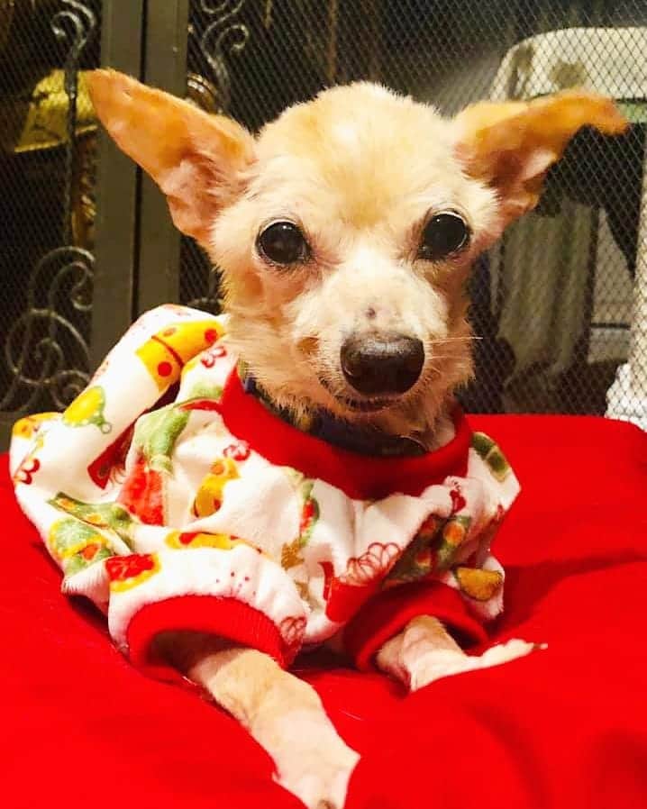 Manny The Frenchieのインスタグラム：「This is now named, Sly McFly...he has become the face of a huge rescue effort in East Texas. From what started as a rescue of 10-15 dogs, has turned in to 90!!! We need you now, as most of these dogs were in horrible condition and lots are heartworm positive, including Sly. Swipe through to see what Sly looked like when he was found and some of the conditions these poor animals were in. PLEASE consider donating to these animals!! Anything helps! ❤ www.mannyandfriends.org *Link in our Instastory to donate and full story. @dallasdogrrr」