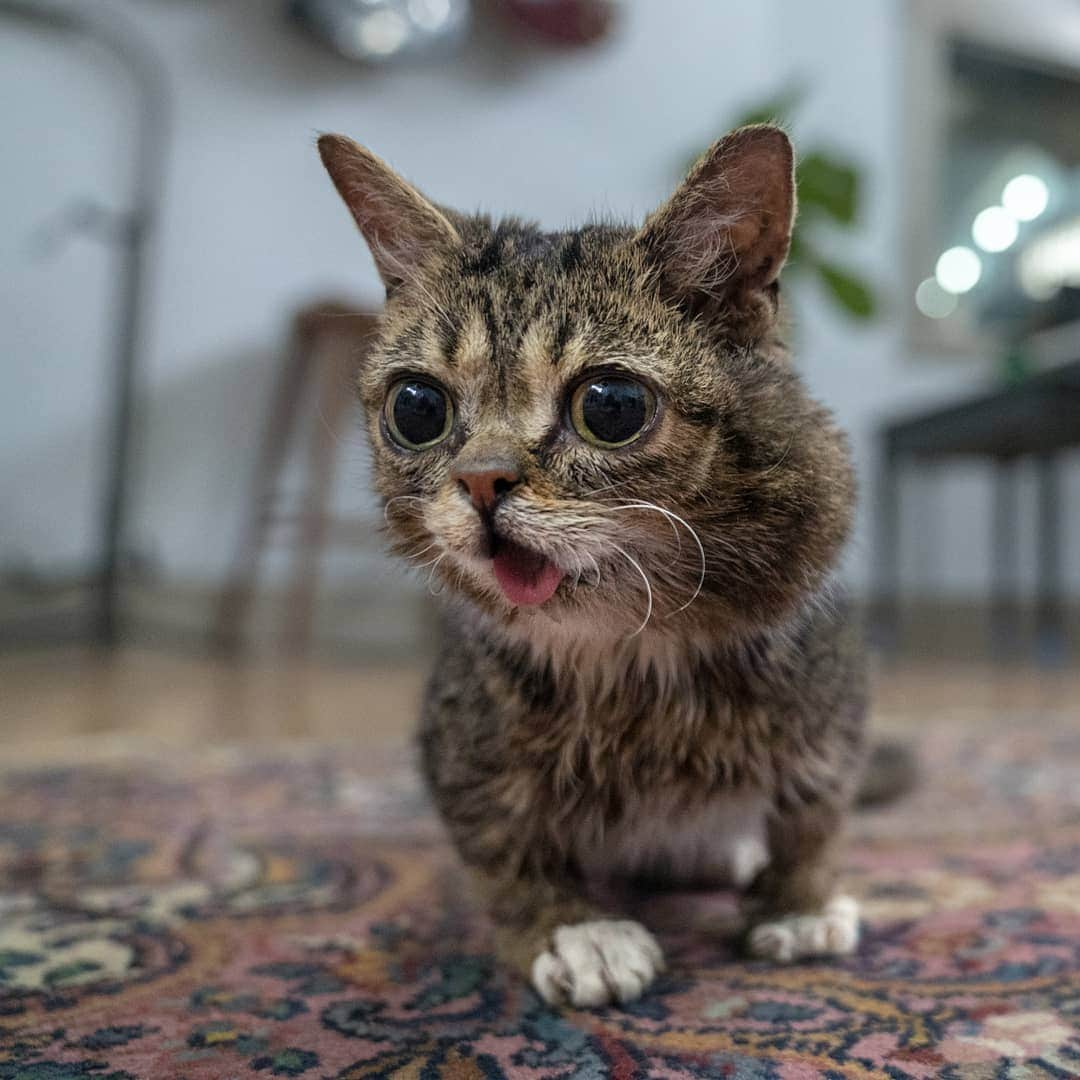 Lil BUBさんのインスタグラム写真 - (Lil BUBInstagram)「Nothing on this planet is more pure, genuine and honest than the look on BUB's face when she spots a cup of yogurt.」4月24日 3時49分 - iamlilbub