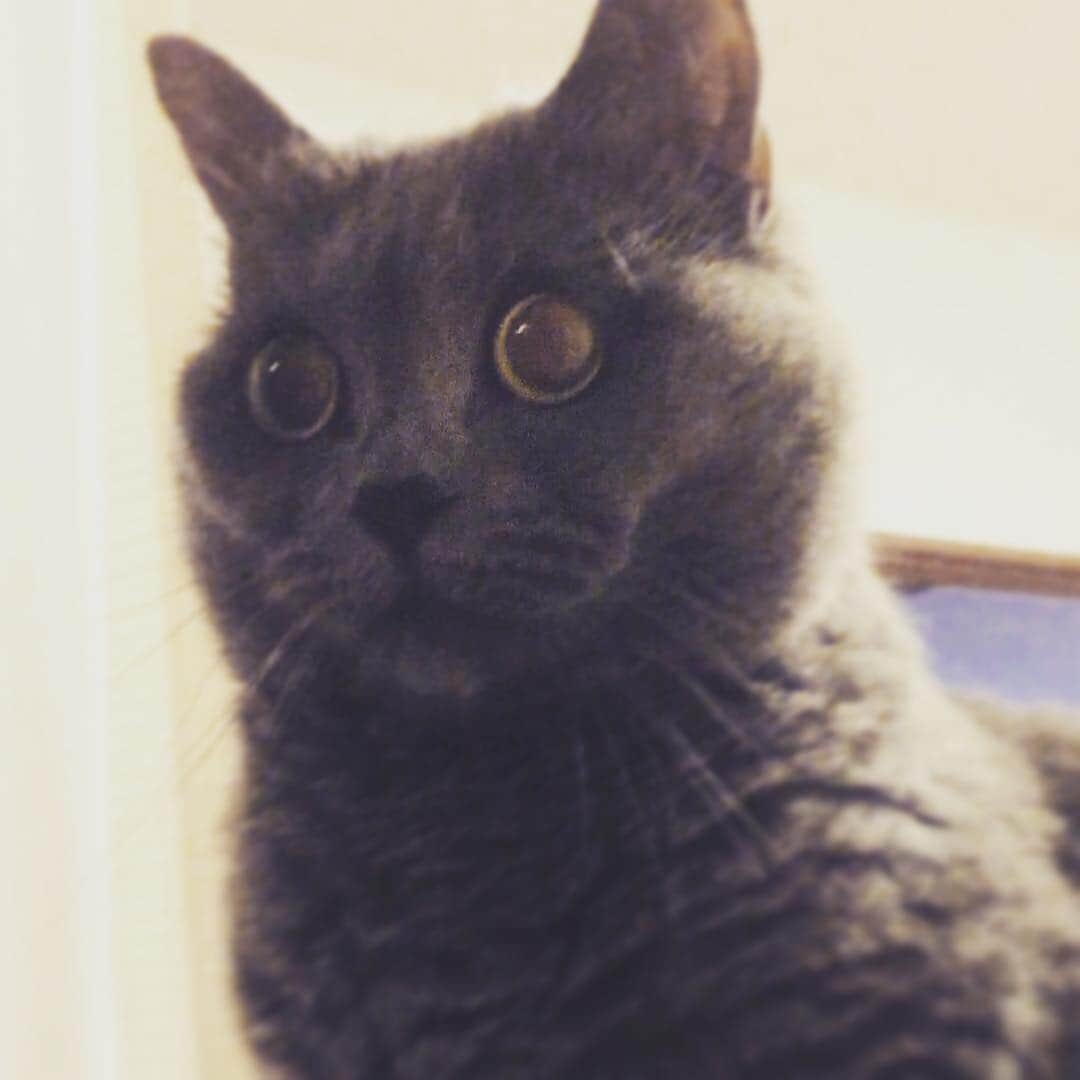 チキン南蛮カレーのルウ王子のグルメインスタ