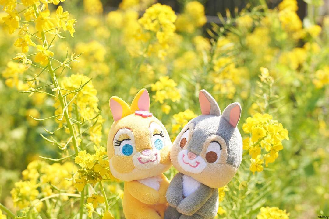 ちょっこりさん【公式】のインスタグラム：「#20190423 * 菜の花がとって綺麗だね。 ぽかぽか陽気に、表情もうっとり。 * #ちょっこりさん #菜の花 #ぬい撮り#ぬいぐるみ #chokkorisan#disney #takaratomyarts #ぬいぐるみと撮り隊 #disney写真部 #ちょっこりさん好きな人とつながりたい」