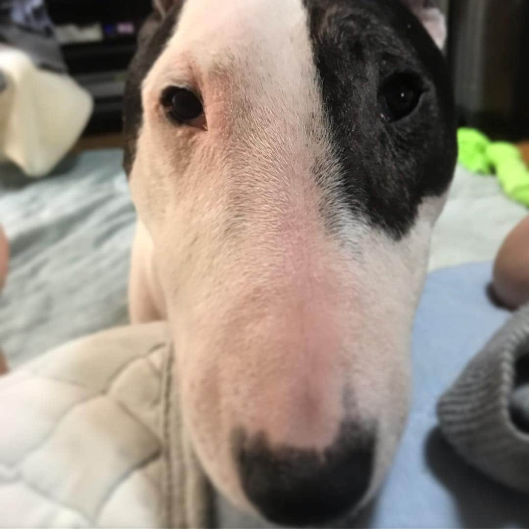 のインスタグラム：「#minituru#bull#terrier#minibullterrier#miniturubullterrier#dog#dogstagram#cute#qtaro#love#family#ミニチュア#ブルテリア#ミニチュアブルテリア#Q太郎」