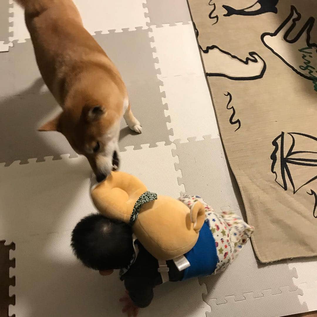 高橋みゆきのインスタグラム：「クラ吉の逆襲🐶💨😂 #クラ吉 #たまにはいいよ #この後心ノ祐引っ張られた #笑」